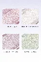 ROMND-The-Universe-Liquid-Glitter-Swatch.webp